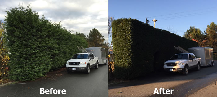 Tree and Hedge Pruning Services