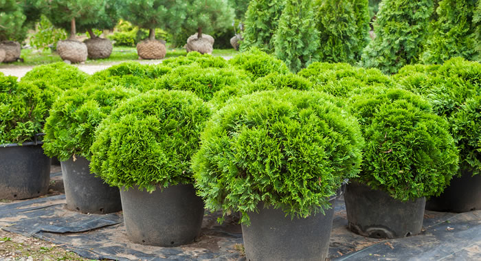 Planting Trees and Shrubs for Landscaping