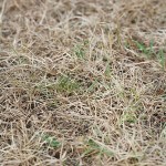 3 Common Lawn Care Mistakes