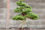 bonsai-trees