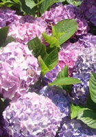 Hydrangea Colonial Landscaping