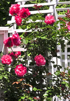 Rose Bushes Colonial Landscaping Design