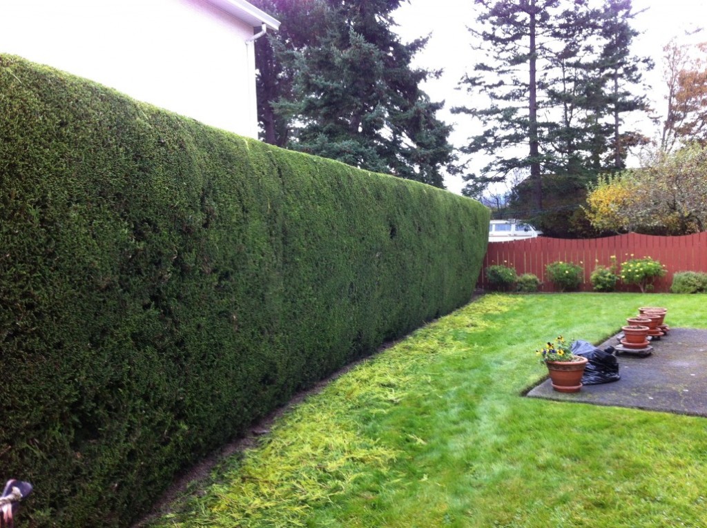 Hedge Trimming After