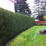 yard-and-hedge-trimming-clean-up-after