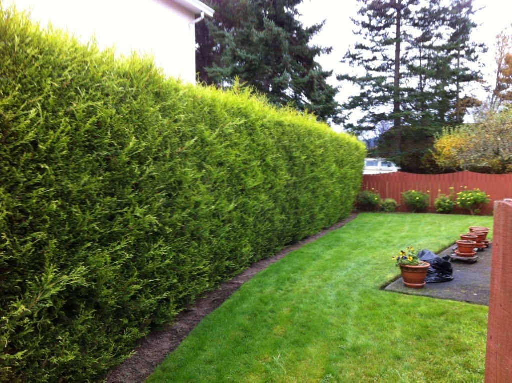 Hedge Trimming Before